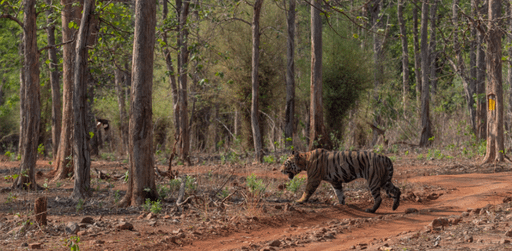 Best Tiger Reserves in India