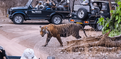 Best Tiger Reserves in India