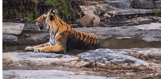 Best Tiger Reserves in India