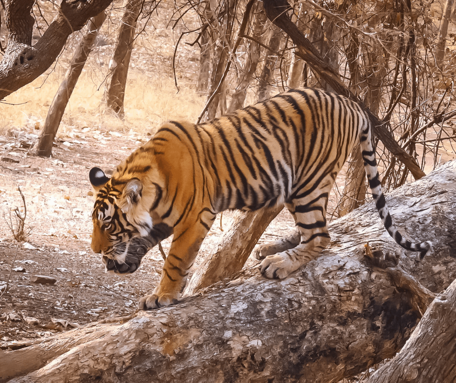Best Tiger Reserve in Madhya Pradesh | Wildlife Sanctuary in India