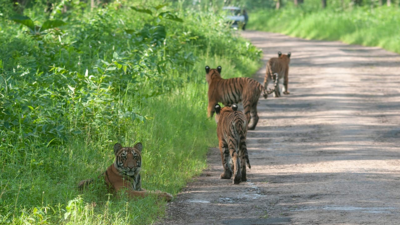 Tadoba Jungle Safari booking 