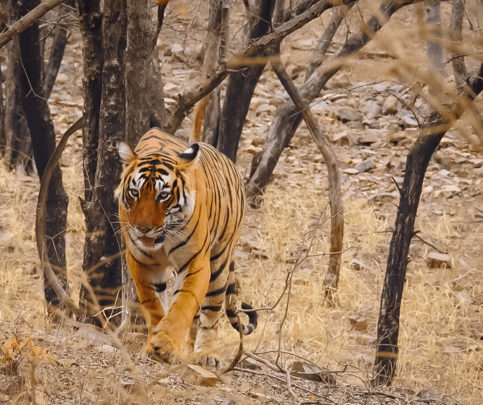 Best Ranthambore National Park | Ranthambhore Tiger Reserve