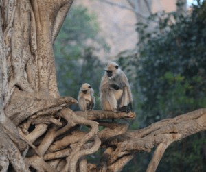 Ranthambore Safari Booking in Mumbai