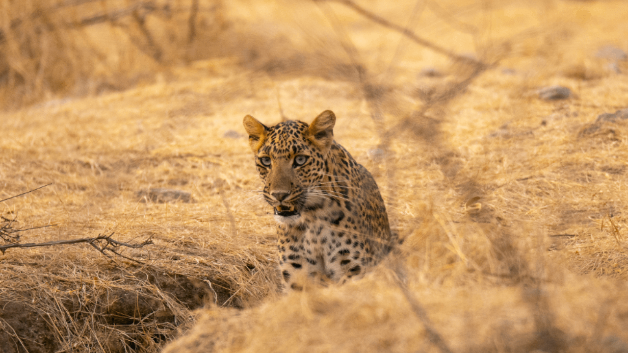 best tiger reserve in Madhya Pradesh