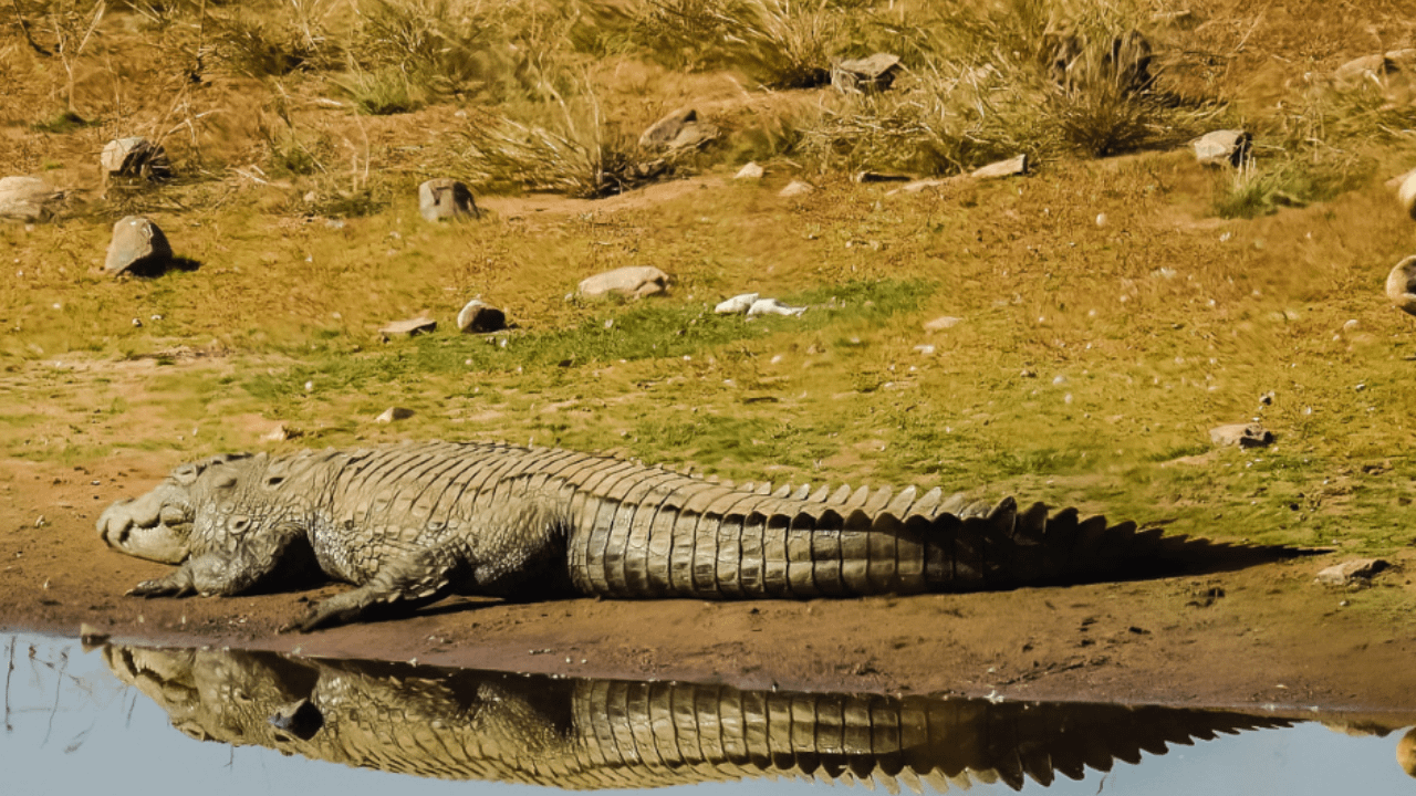 best tiger reserve in Madhya Pradesh