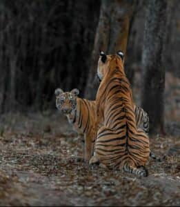 Ranthambore safari booking