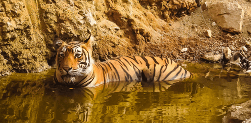  Best Tiger Reserves in India